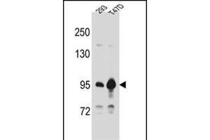 CTNNB1 Antibody (C-term) A western blot analysis in 293,T47D cell line lysates (35 μg/lane). (CTNNB1 antibody  (C-Term))