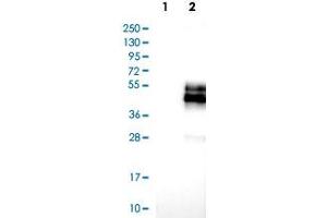 Western Blot analysis of Lane 1: negative control (vector only transfected HEK293T cell lysate) and Lane 2: over-expression lysate (co-expressed with a C-terminal myc-DDK tag in mammalian HEK293T cells) with NPDC1 polyclonal antibody .