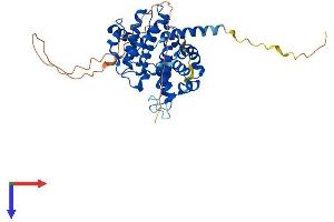 Cyclin E1 Protein (CCNE1) (AA 1-408) (His tag)