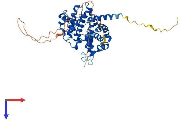 Cyclin E1 Protein (CCNE1) (AA 1-408) (His tag)