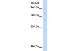 Western Blotting (WB) image for anti-Minichromosome Maintenance Deficient 8 (MCM8) antibody (ABIN2461401) (MCM8 antibody)
