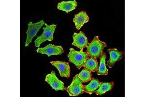 Immunofluorescence analysis of HL-7702 cells using KDM1A mouse mAb (green). (LSD1 antibody  (AA 55-263))