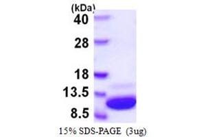 SDS-PAGE (SDS) image for S100 Calcium Binding Protein A1 (S100A1) (AA 1-94) protein (His tag) (ABIN667471) (S100A1 Protein (AA 1-94) (His tag))