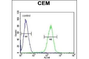 C10orf78 Antibody (N-term) (ABIN655032 and ABIN2844664) flow cytometric analysis of CEM cells (right histogram) compared to a negative control cell (left histogram).