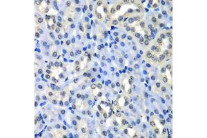 Immunohistochemistry of paraffin-embedded mouse kidney using H2AFZ antibody (ABIN5973977) at dilution of 1/100 (40x lens). (H2AFZ antibody)