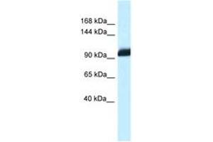 Image no. 1 for anti-Zinc Fingers and Homeoboxes 1 (ZHX1) (AA 780-829) antibody (ABIN6747464) (ZHX1 antibody  (AA 780-829))
