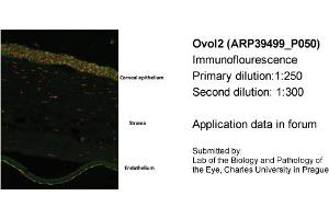 Image no. 2 for anti-Ovo-Like 2 (OVOL2) (N-Term) antibody (ABIN2781151) (OVOL2 antibody  (N-Term))