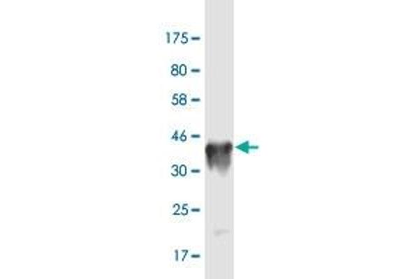 NANOS3 antibody  (AA 1-100)