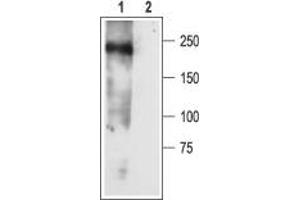 Western blot analysis of rat newborn brain membranes: - 1. (SCN3A antibody  (Intracellular))