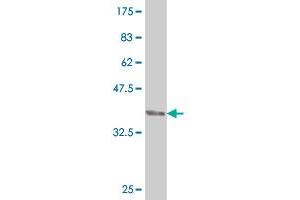 Western Blot detection against Immunogen (35. (CDX4 antibody  (AA 202-284))