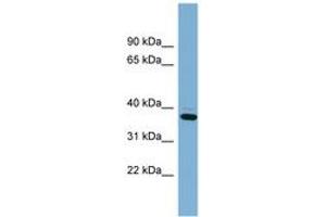 Image no. 1 for anti-XiAP Associated Factor 1 (XAF1) (AA 107-156) antibody (ABIN6742002) (XAF1 antibody  (AA 107-156))