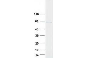 Validation with Western Blot (TCP1 alpha/CCTA Protein (Transcript Variant 1) (Myc-DYKDDDDK Tag))