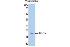 Detection of Recombinant FETUB, Mouse using Polyclonal Antibody to Fetuin B (FETUB) (FETUB antibody  (AA 179-295))