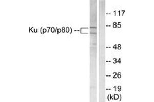 Western blot analysis of extracts from LOVO cells, using Ku70/80 Antibody. (Ku70/80 (AA 683-732) antibody)