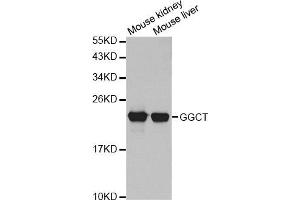 Western Blotting (WB) image for anti-gamma-Glutamylcyclotransferase (GGCT) antibody (ABIN1876220) (GGCT antibody)