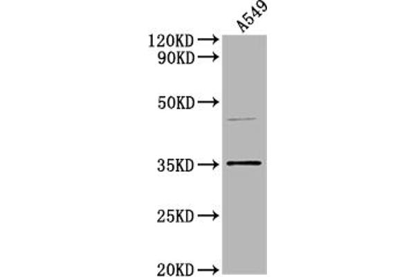 OR5V1 antibody  (AA 302-318)