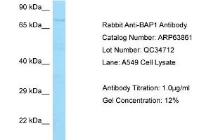 Western Blotting (WB) image for anti-BRCA1 Associated Protein-1 (Ubiquitin Carboxy-terminal Hydrolase) (BAP1) (C-Term) antibody (ABIN2789646) (BAP1 antibody  (C-Term))