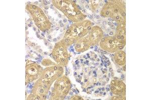 Immunohistochemistry of paraffin-embedded rat kidney using AKR1A1 antibody. (AKR1A1 antibody  (AA 1-325))