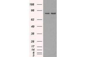 Western Blotting (WB) image for anti-SCY1-Like 3 (SCYL3) antibody (ABIN1500834)