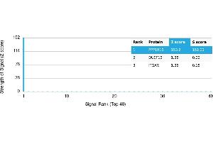 Protein Array (PAr) image for anti-Protein Phosphatase 1, Regulatory (Inhibitor) Subunit 1B (PPP1R1B) antibody (ABIN7456009) (DARPP32 antibody)