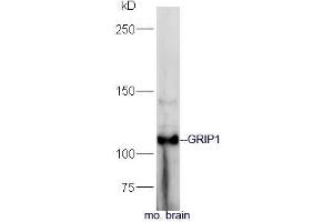 Mouse brain lysate probed with Rabbit Anti-GRIP1 Polyclonal Antibody, Unconjugated (ABIN2559499) at 1:300 in 4˚C. (GRIP1 antibody  (AA 1-100))