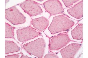 Human Skeletal Muscle: Formalin-Fixed, Paraffin-Embedded (FFPE). (TCEB1 antibody  (Biotin))