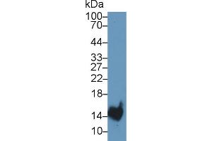 Western Blot; Sample: Rat Stomach lysate; Primary Ab: 1µg/ml Rabbit Anti-Rat TFF2 Antibody Second Ab: 0. (Trefoil Factor 2 antibody  (AA 27-129))