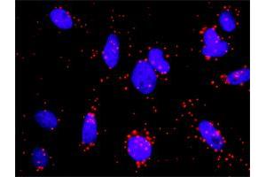 Proximity Ligation Analysis of protein-protein interactions between AKT1 and NOS3. (ENOS antibody  (AA 61-160))