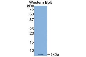 Western Blotting (WB) image for anti-Thymosin beta-4 (TMSB4X) (AA 1-44) antibody (ABIN1078567)