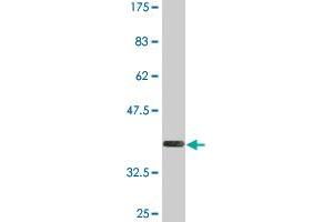 Western Blot detection against Immunogen (36. (LAIR1 antibody  (AA 188-287))