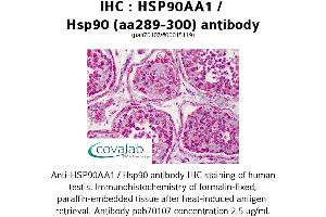 Image no. 1 for anti-Heat Shock Protein 90kDa alpha (Cytosolic), Class A Member 1 (HSP90AA1) (AA 289-300) antibody (ABIN1735595)