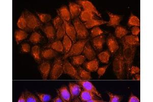 Immunofluorescence analysis of HeLa cells using ATP5D Polyclonal Antibody at dilution of 1:100. (ATP5F1D antibody)