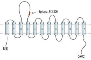 Representative domain view of the target of ABIN7885503.