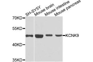 Western blot analysis of extracts of various cells, using KCNK9 antibody. (KCNK9 antibody)