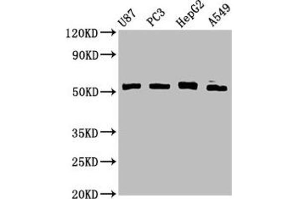 PPP2R2D antibody  (Regulatory Subunit B)