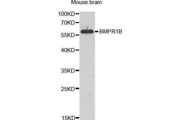 BMPR1B antibody  (AA 1-126)