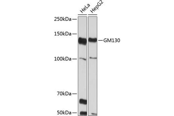 Golgin A2 (GOLGA2) antibody