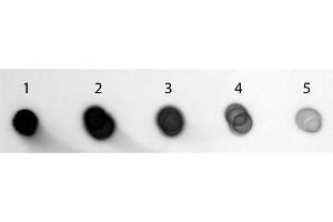 Dot Blot (DB) image for Goat anti-Guinea Pig IgG (Heavy & Light Chain) antibody (Alkaline Phosphatase (AP)) - Preadsorbed (ABIN101273)