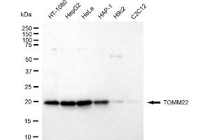 Western blotting analysis using TOMM22 antibody (ABIN7800617).