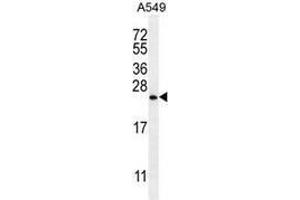 Western blot analysis in A549 cell line lysates (35ug/lane) using Sorting nexin-24 (SNX24)  Antibody .