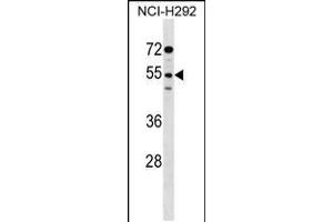 Western blot analysis in NCI-H292 cell line lysates (35ug/lane). (SIRPG antibody  (AA 193-221))