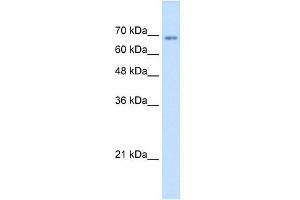 TM9SF1 antibody used at 1. (TM9SF1 antibody  (N-Term))