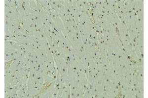 ABIN6273586 at 1/100 staining Mouse muscle tissue by IHC-P. (HOPX antibody  (C-Term))
