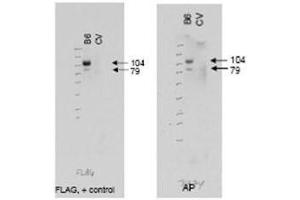 Western blot using  affinity purified anti-ABCB6 antibody (right panel, lane B6) shows detection of Flag tagged human ABCB6 protein at 104 kDa and a truncated form of the protein at 79 kDa (arrowheads). (ABCB6 antibody  (AA 430-465))