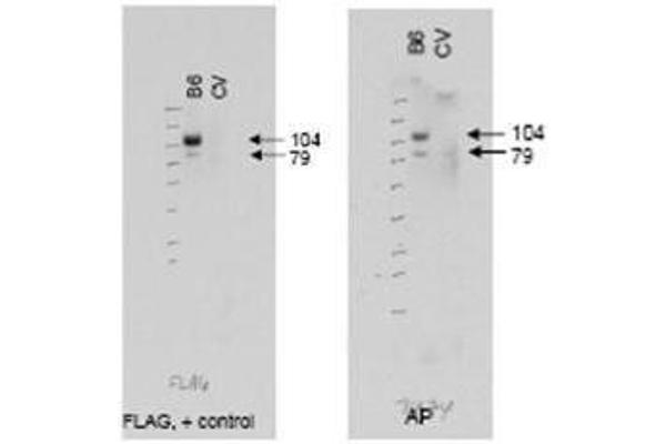 ABCB6 anticorps  (AA 440-455)