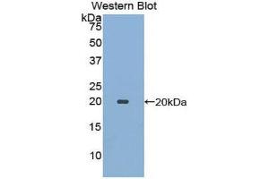 Western Blotting (WB) image for anti-Ecotin (AA 21-162) antibody (ABIN1078001)