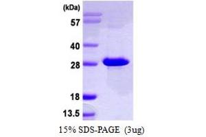 NT5M Protein (AA 32-228) (His tag)