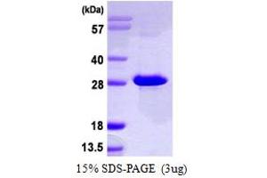 SDS-PAGE (SDS) image for 5',3'-Nucleotidase, Mitochondrial (NT5M) (AA 32-228) protein (His tag) (ABIN667519) (NT5M Protein (AA 32-228) (His tag))