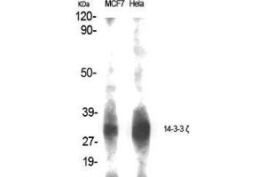 Western Blot (WB) analysis of specific cells using 14-3-3 zeta Polyclonal Antibody. (14-3-3 zeta antibody  (Tyr330))