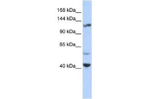 KCNH3 antibody used at 1 ug/ml to detect target protein. (KCNH3 antibody)
